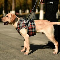 Cinturón Auxiliar Para Perros Ancianos Discapacitados Lesionados Con Correas Para Piernas - Venta Internacional.