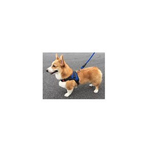 Foto 2 | Foto 2 | Kit 2 Pechera Arnes Correa Para Perrotalla Xs Eo Safe Imports Esi-16401 Multicolor