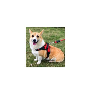 Foto 3 | Foto 3 | Kit 2 Pechera Arnes Correa Para Perrotalla Xs Eo Safe Imports Esi-16401 Multicolor