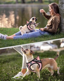 Foto 6 | Foto 6 | Chaleco Fayogoo Para Perros De Servicio, Ligero, Para Razas Pequeñas, Con Parches - Venta Internacional.