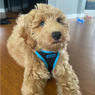 Foto 6 | Foto 6 | Arnés Para Mascotas, Los Mejores Suministros Para Mascotas, Malla Para Todo Clima - Venta Internacional.