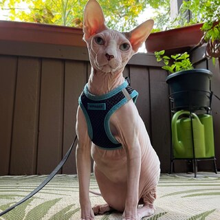 Foto 7 | Foto 7 | Arnés Para Mascotas, Los Mejores Suministros Para Mascotas, Malla Para Todo Clima - Venta Internacional.