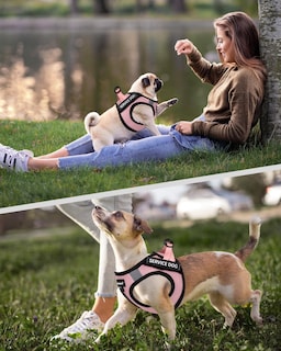 Foto 5 | Foto 5 | Chaleco Fayogoo Para Perros De Servicio, Ligero, Para Razas Pequeñas, Con Parches - Venta Internacional.