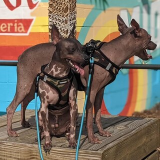 Foto 7 | Foto 7 | Arnés Para Perros Voyager Step-in Air All Weather S Army/black - Venta Internacional.