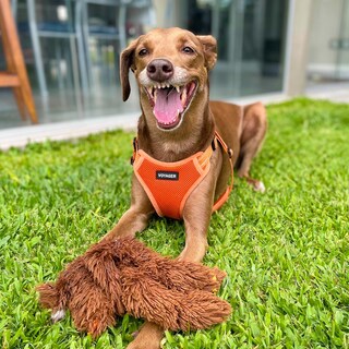 Foto 7 | Foto 7 | Chaleco Para Perros Best Pet Supplies Voyager Orange M - Venta Internacional.