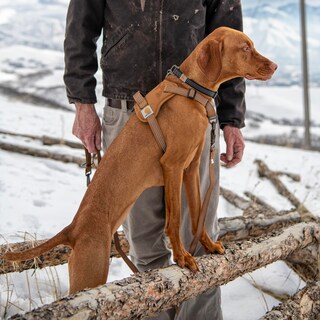 Foto 5 | Foto 5 | Arnés Para Perros Carhartt De Nailon Con Forma De Pato, No Tira, Reflectante, Color Marrón L - Venta Internacional.