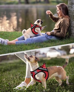 Foto 5 | Foto 5 | Chaleco Fayogoo Para Perros De Servicio, Ligero, Para Razas Pequeñas, Con Parches - Venta Internacional.