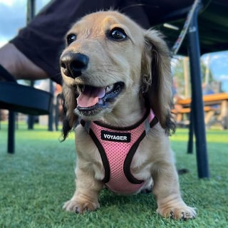 Foto 7 | Foto 7 | Arnés Para Perros Voyager Step-in Air, Malla Para Todo Clima, Rosa L - Venta Internacional.