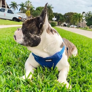 Foto 7 | Foto 7 | Chaleco Para Perros Best Pet Supplies Voyager Royal Blue M - Venta Internacional.