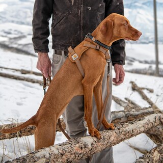 Foto 5 | Foto 5 | Arnés Para Perros Carhartt Gear P0000486 De Nailon Con Forma De Pato, Sin Tirón - Venta Internacional.