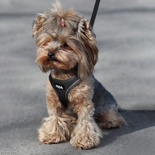 Foto 7 | Foto 7 | Arnés Para Mascotas Con Correa Fida Comfy Para Perro Y Gato Xxs Negro - Venta Internacional.