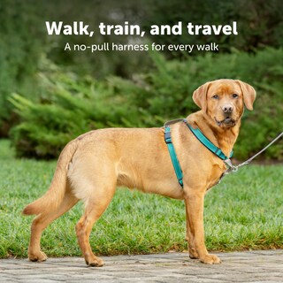 Foto 2 | Foto 2 | Arnés Para Perros Petsafe 3 En 1 Sin Tirones Para Perros Pequeños Xs Plum - Venta Internacional.