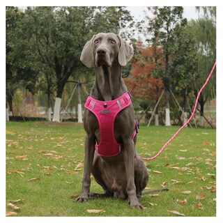 Foto 5 | Foto 5 | Pechera Arnés De Seguridad Para Perro Lab.g, Fucsia Talla Xl