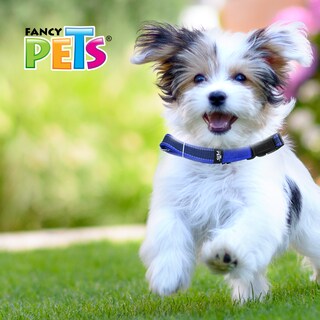 Foto 3 | Foto 3 | Collar Ajustable Fancy Pets color Azul para Mascota