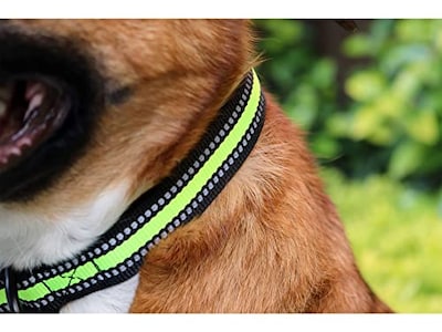 Foto 5 | Foto 5 | Collar Ajustable Pet's Life para Mascota
