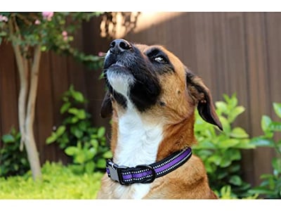 Foto 3 | Foto 3 | Collar Ajustable Pet's Life para Mascota