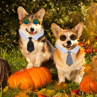 Foto 7 | Foto 7 | Set De Gafas De Sol Para Disfraces De Halloween Con Corbata De Perro, 8 Unidades - Venta Internacional.