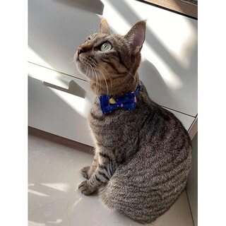 Foto 4 | Foto 4 | Collar Para Gatos Breakaway Con Pajarita, Campana, Arcoíris, Para Gatos Y Niños Pequeños - Venta Internacional.