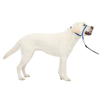 Foto 1 | Foto 1 | Collar Para Perro Headcollar Petsafe Gentle Leader Sin Tirones, Azul L - Venta Internacional.