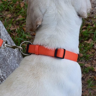Foto 4 | Foto 4 | Collar Para Perros Huoguo Sencillo Y Práctico Para Perros Grandes Y Medianos - Venta Internacional.