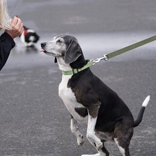 Foto 3 | Foto 3 | Correa Para Perros Sanlin Beans Dog Training, Nailon Verde, 10 M - Venta Internacional.