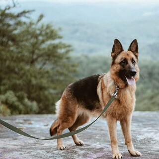 Foto 4 | Foto 4 | Correa Para Perros Sanlin Beans Dog Training, Nailon Verde, 10 M - Venta Internacional.