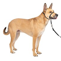 Collar Para Perro Petsafe Gentle Leader No-pull Medium Black - Venta Internacional.