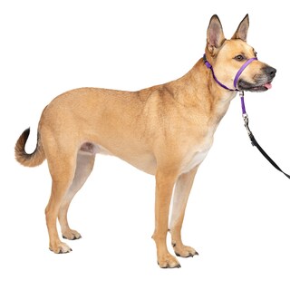 Foto 1 | Foto 1 | Collar Para Perro Petsafe Gentle Leader No-pull Deep Purple M - Venta Internacional.