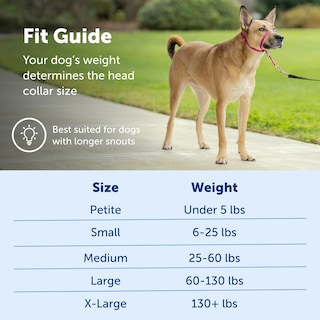 Foto 5 | Foto 5 | Collar Para Perro Petsafe Gentle Leader No-pull Deep Purple M - Venta Internacional.