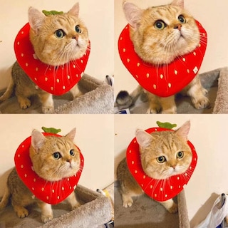 Foto 1 | Foto 1 | Collar De Recuperación Para Gatos Huoguo, Cuello Ajustable En Forma De Fresa - Venta Internacional.