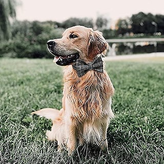 Foto 2 | Foto 2 | Collar Para Perro Huoguo, Camuflaje Personalizado Con Lazo, Actualización De 2021 - Venta Internacional.