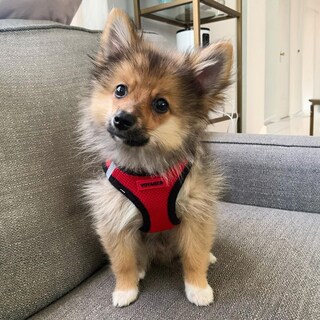 Foto 6 | Foto 6 | Arnés Best Pet Supplies, Malla Reflectante, Para Todo Clima, Xs - Venta Internacional.