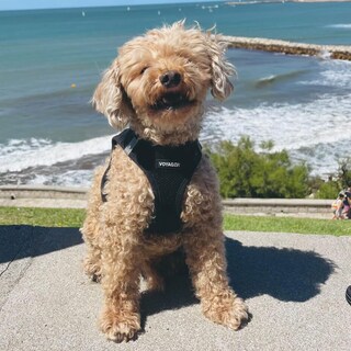 Foto 6 | Foto 6 | Arnés Para Perros Best Pet Supplies Voyager Step-in Air Black Xs - Venta Internacional.