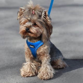 Foto 7 | Foto 7 | Set De Arnés Y Correa Fida Para Pasear Perros Y Gatos, Color Azul Xxxs - Venta Internacional.