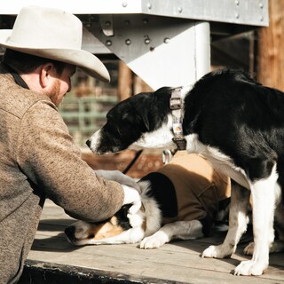 Foto 6 | Foto 6 | Collar Para Perro Carhartt Con Correas De Nailon Totalmente Ajustables, Tamaño Mediano - Venta Internacional.