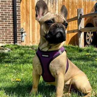 Foto 7 | Foto 7 | Arnés Para Perros Pequeños Voyager Step-in Air Para Todo Tipo De Clima - Venta Internacional.