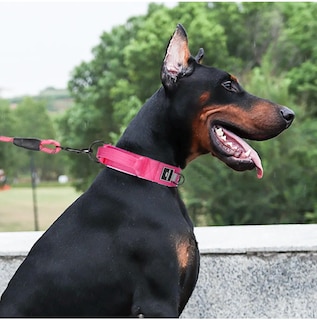 Foto 2 | Foto 2 | Collar Belug Perro Ajustable Fucsia Talla L Grande