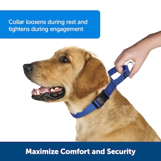 Foto 2 | Foto 2 | Collar Martingale PetSafe con Hebilla Quick Snap Azul Real - Venta Internacional