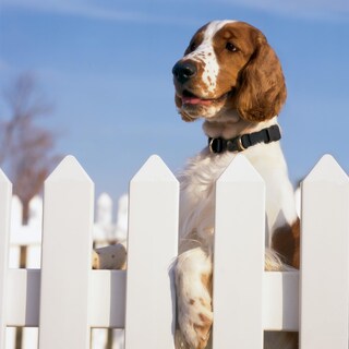 Foto 3 | Foto 3 | Collar para Perro PetSafe Keepsafe Break-Away Pequeño - Venta Internacional