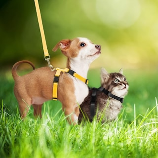 Foto 4 | Foto 4 | Juego De Arneses Para Mascotas Para Conejos, Gatitos, Cachorros Y Hurones (5 Unidades) - Venta Internacional.