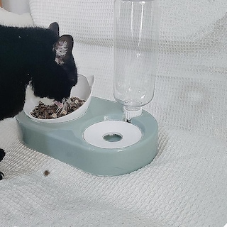 Foto 2 | Foto 2 | Dispensadores De Comida Para Gatos, Dispensador De Agua Automático - Venta Internacional.