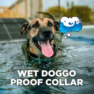 Foto 5 | Foto 5 | Collar De Entrenamiento Dogtra Cue Gen 2 Tan Para Perros Con Mando A Distancia - Venta Internacional.