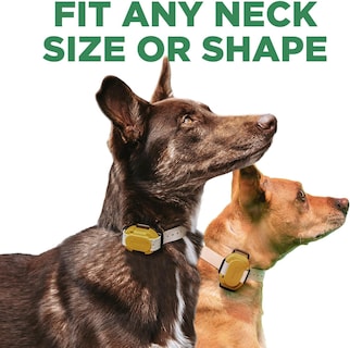 Foto 6 | Foto 6 | Collar De Entrenamiento Dogtra Cue Gen 2 Tan Para Perros Con Mando A Distancia - Venta Internacional.