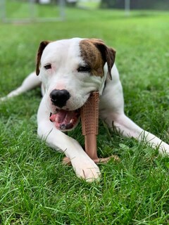 Foto 5 | Foto 5 | Juguete Masticable Para Perros Spot Bam-bones Plus T Bone Para Masticadores Agresivos - Venta Internacional.