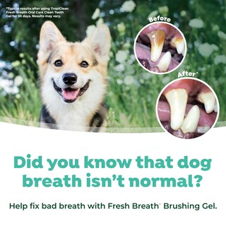 Foto 6 | Foto 6 | Kit De Cuidado Bucal Para Perros Tropiclean Fresh Breath, Cepillo De Dientes Y Pasta - Venta Internacional.