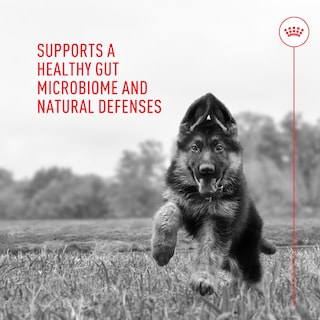 Foto 6 | Foto 6 | Suplemento De Probióticos Royal Canin Para La Salud Digestiva De Los Perros - Venta Internacional.