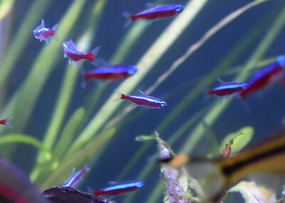 Foto 3 | Foto 3 | Estabilizador De Peceras Seachem Stability 2l Para Agua Dulce Y Marina - Venta Internacional.