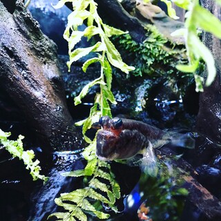 Foto 3 | Foto 3 | Acondicionador Seachem Prime Para Agua Dulce Y Salada, 500 Ml - Venta Internacional.