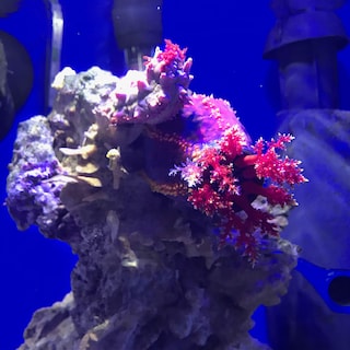 Foto 4 | Foto 4 | Acondicionador Seachem Prime Para Agua Dulce Y Salada, 500 Ml - Venta Internacional.