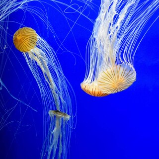 Foto 5 | Foto 5 | Acondicionador Seachem Prime Para Agua Dulce Y Salada, 500 Ml - Venta Internacional.